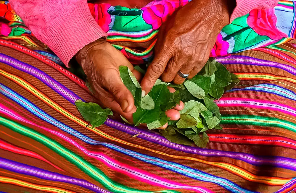 Lectura de Hoja de Coca 3